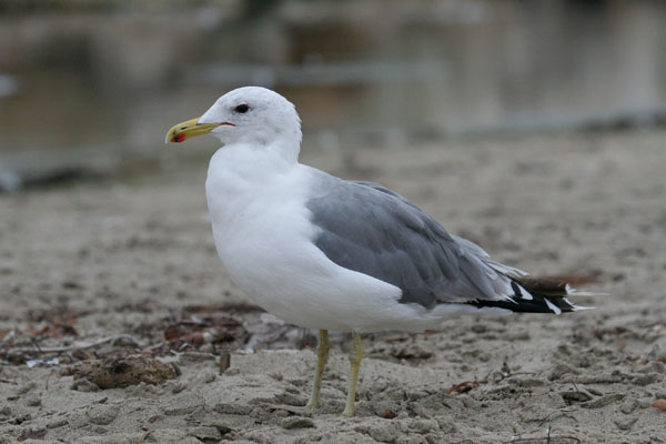 Californian Gull